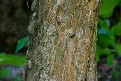 Cercidyphyllum magnificum 'Pendula' - zmarličník velký - kůra